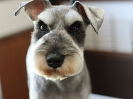 ミニチュアシュナウザーのカットスタイル