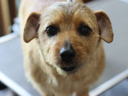 ノーフォークテリアのカットスタイル