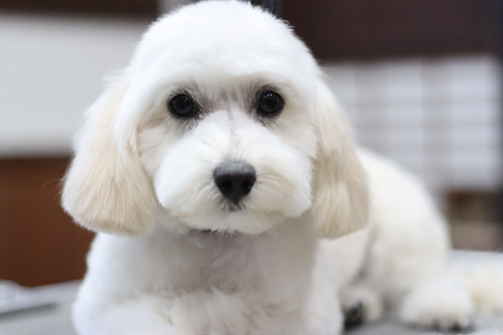 乳歯から永久歯に生え替わるメカニズム