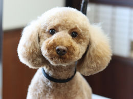 トイプードルのカットスタイル