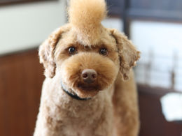 プードルのモヒカン