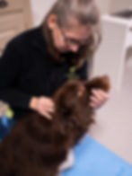 Fysiotherapie hond