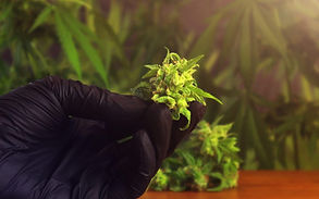 governor-virginia-unveils-proposal-legal