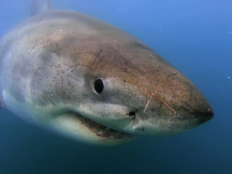 Local Scientists Launch Biggest White Shark Project in California