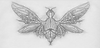 bug 3 top view pencil.png