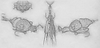 b4 Wingless banner.png
