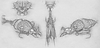 bb6 Wingless banner.png