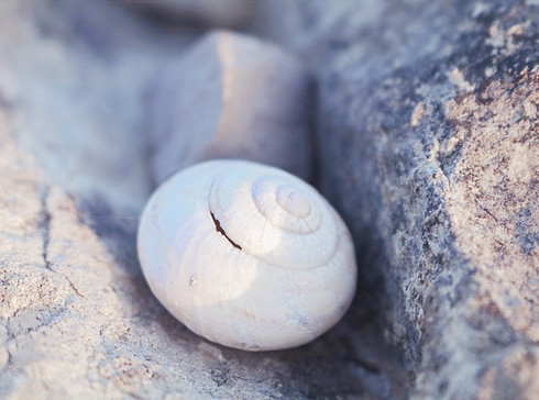 White Snail Shell_edited.jpg
