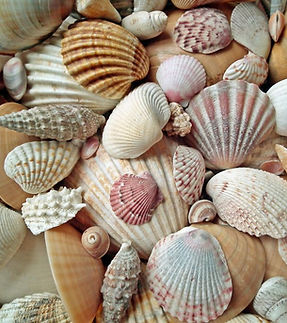 sea shells 7.jpg