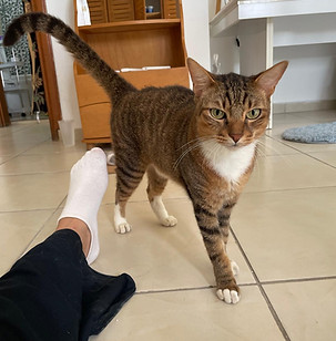 Chat son nom 1 .jpg