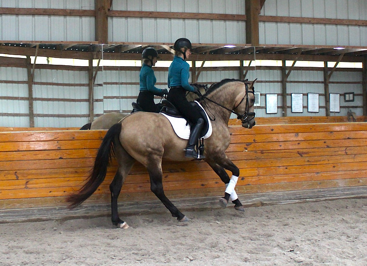 Xander Canter Lengthening.JPG