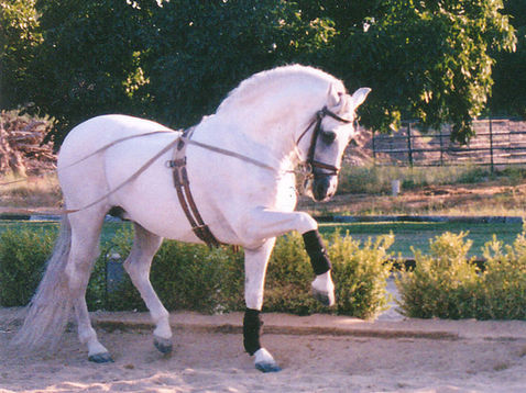 Regaton II
Encanto Andaluz
Rebecca Williams