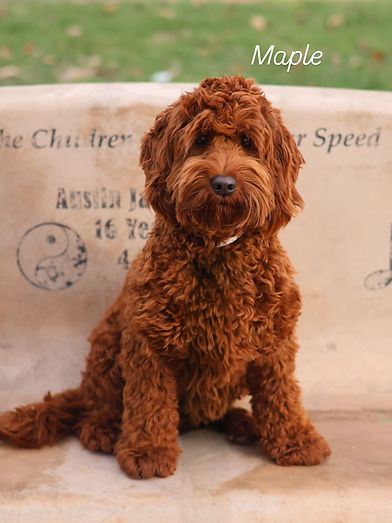 Red Australian Labradoodle