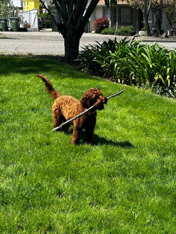 Dog running with a stick