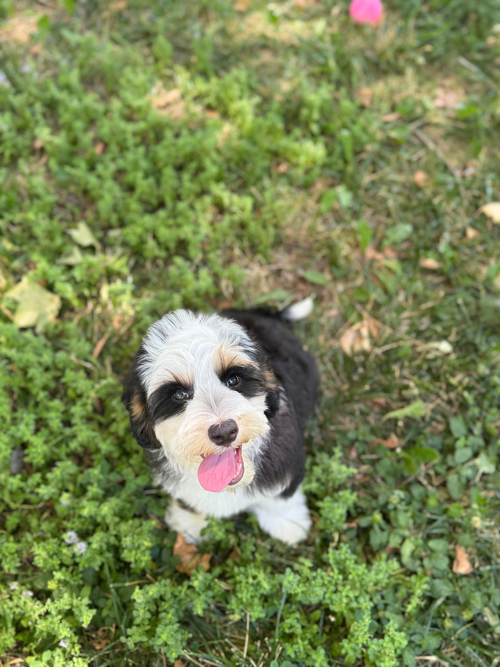 High angle view of a puppy sitting obediently on a training mat