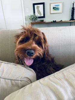 Red Australian Labradoodle Puppy
