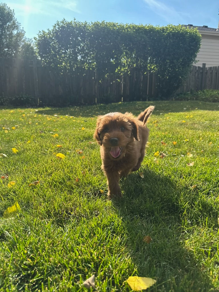 Eye-level view of an Australian Labradoodle playing in the park