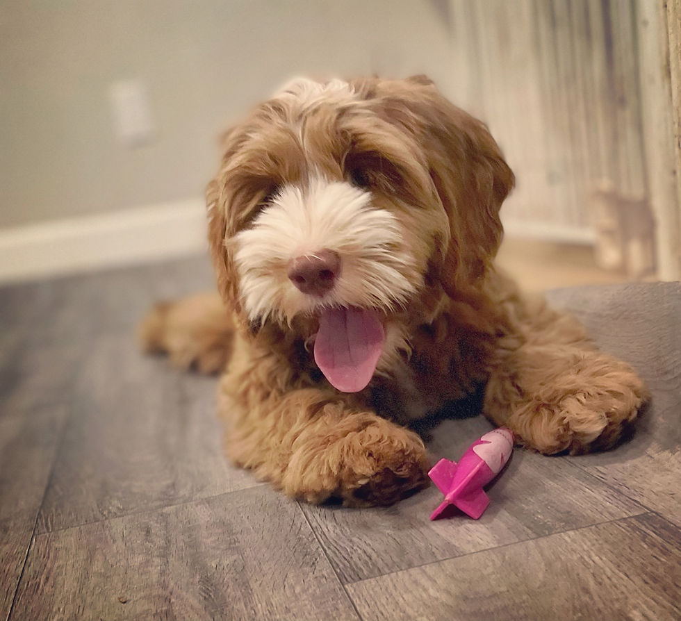 Close-up view of a puppy playing with a toy
