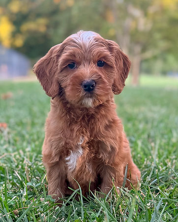 Doodle Puppies