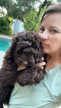 Woman standing in front of a pool holding a chocolate Australian Labradoodle