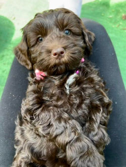 Chocolate Australian Labradoodle Puppy