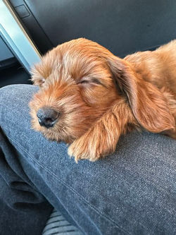 Red Australian Labradoodle Puppy