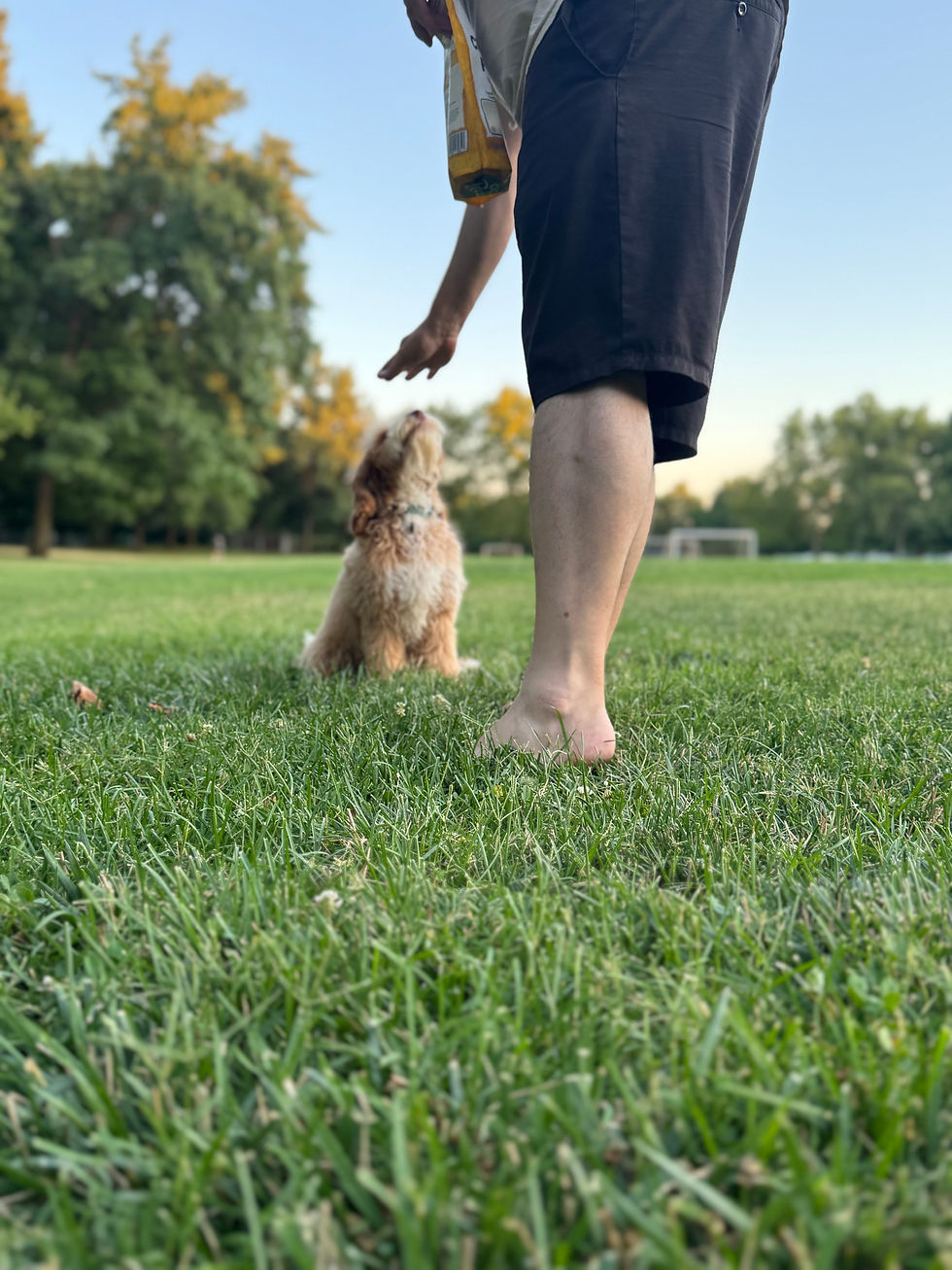 Why Enroll in a Puppy Training Program?
