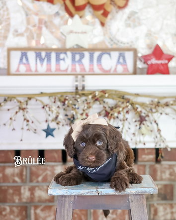 chocolate australian labradoodle