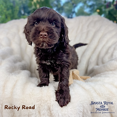 chocolate puppy