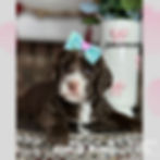 Chocolate Australian Labradoodle Puppy