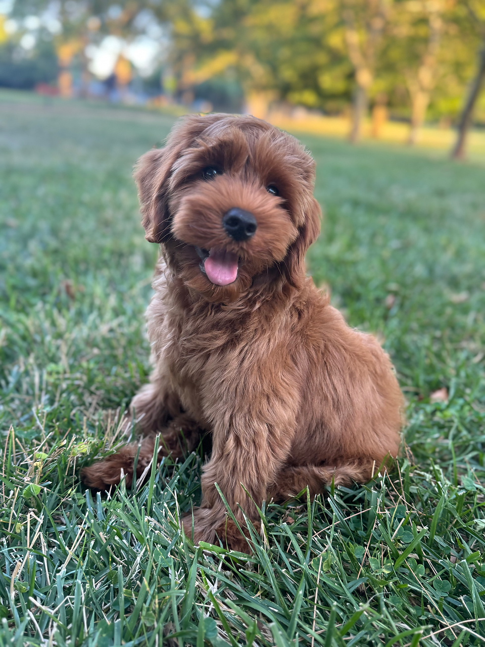 Eye-level view of a puppy sitting on a training mat