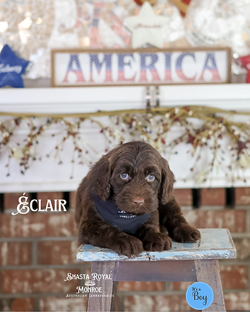 Australian Labradoodle