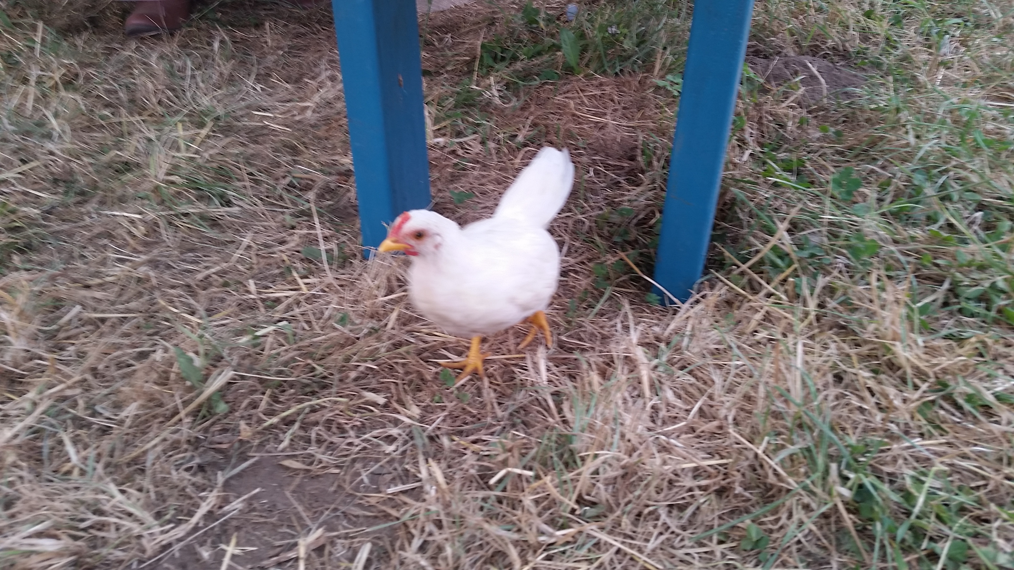 young white rooster