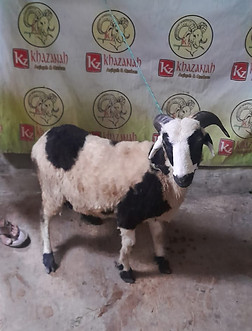 WhatsApp Image 2024-09-12 at 11.45.24.jpeg