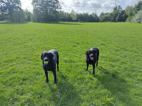 Two black Labradors standing in a field on a sunny day facing forwards towards the camera. The Labrador on the left is holding a tennis ball in its mouth.