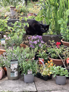 A black Arabian Mau (cat) lying between colourful plant pots in a garden.