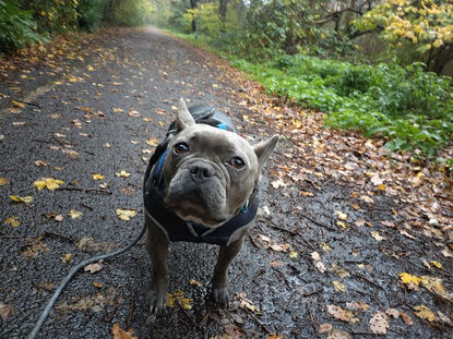 A grey French Bulldog wearing a blue coat looking at the camera while on a rainy walk.