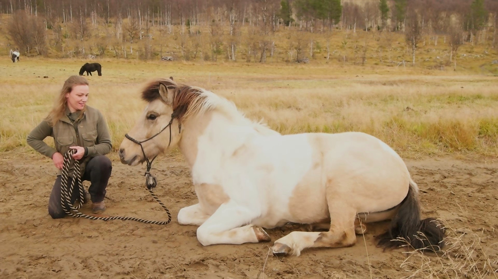 How to lay a horse down off body language