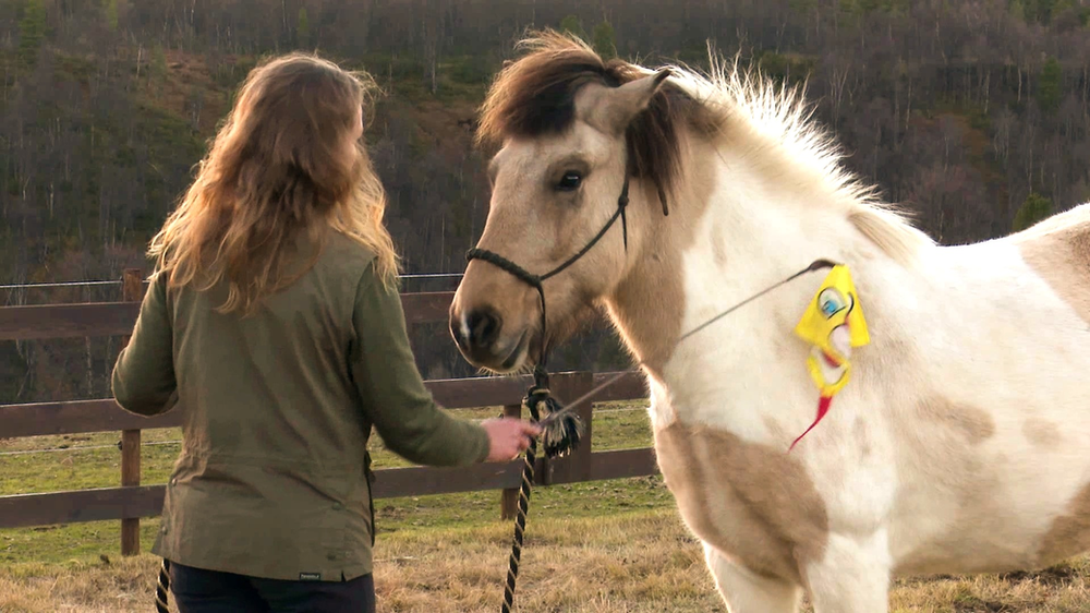 Why horses spook and what to do about it