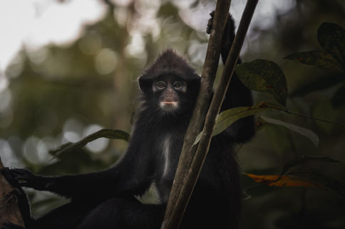 Portrait of a Raffles Banded Langur, Singapore