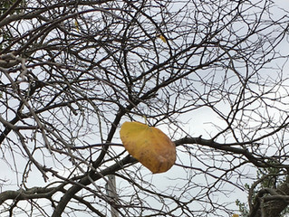 November and Non-attachment