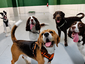 Grupo de perros descansando en una guardería canina tranquila y supervisada en Madrid