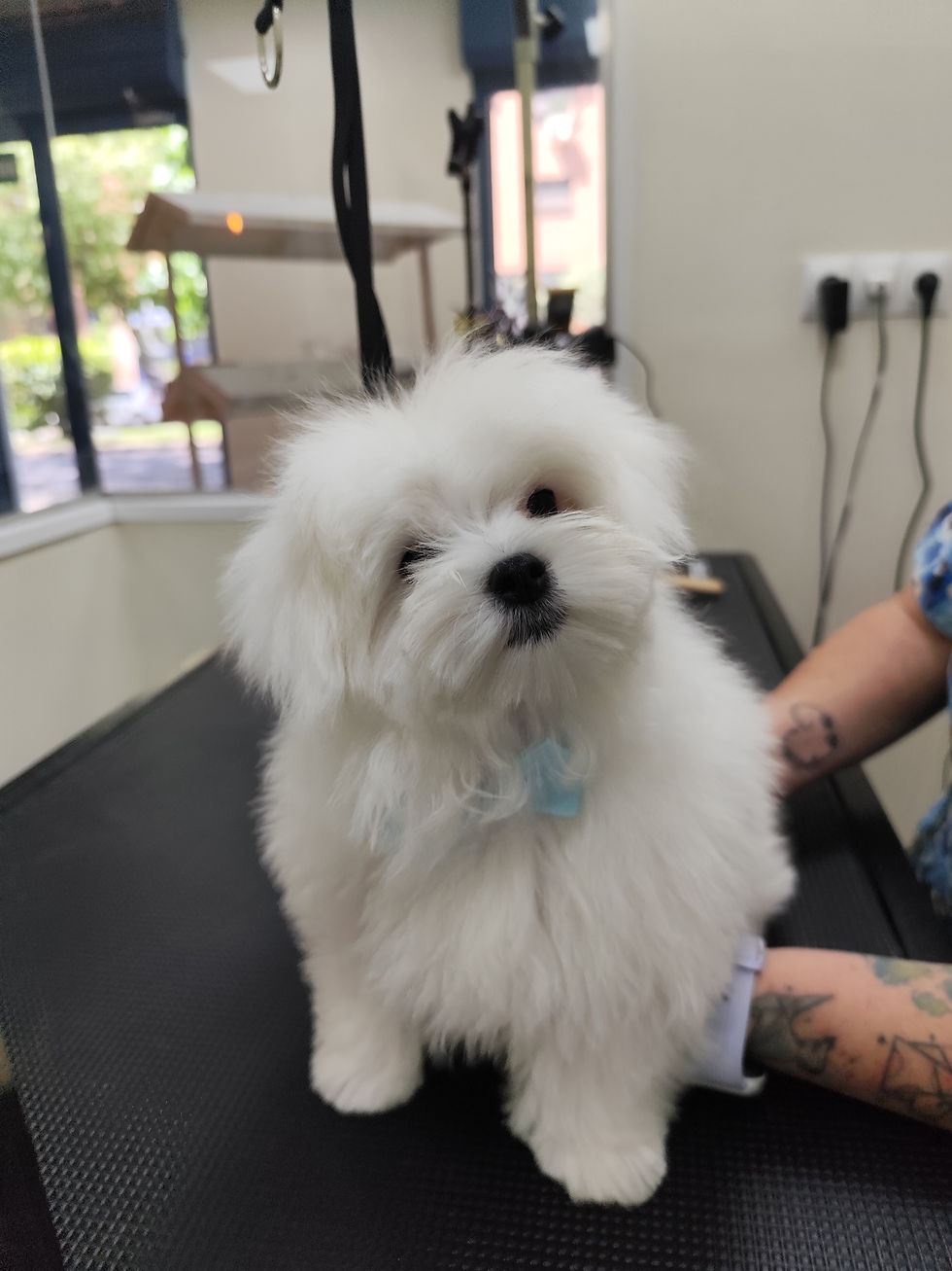 Perro pequeño blanco y esponjoso sobre una mesa de peluquería canina, con correa azul; fondo de salón desenfocado.