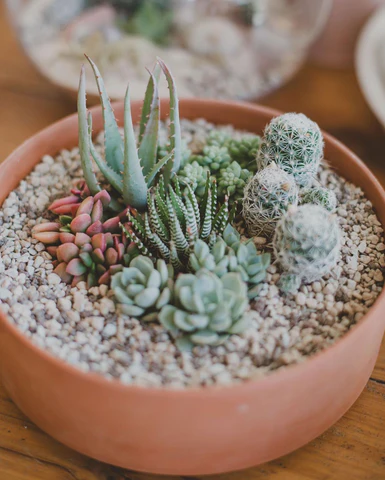Terrarium