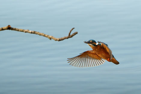 Kingfisher