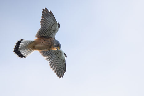 Kestrel