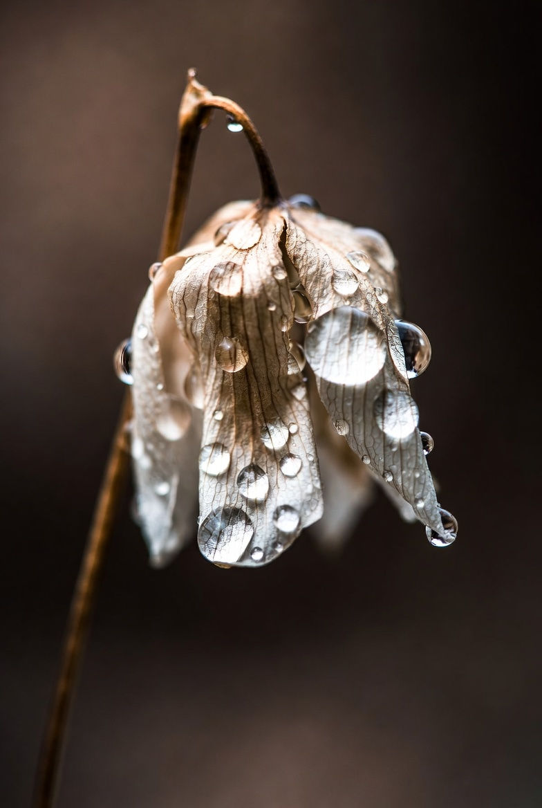 Tears of a Withered Flower