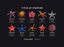 Are Starfish really fish? Is it really a star?
