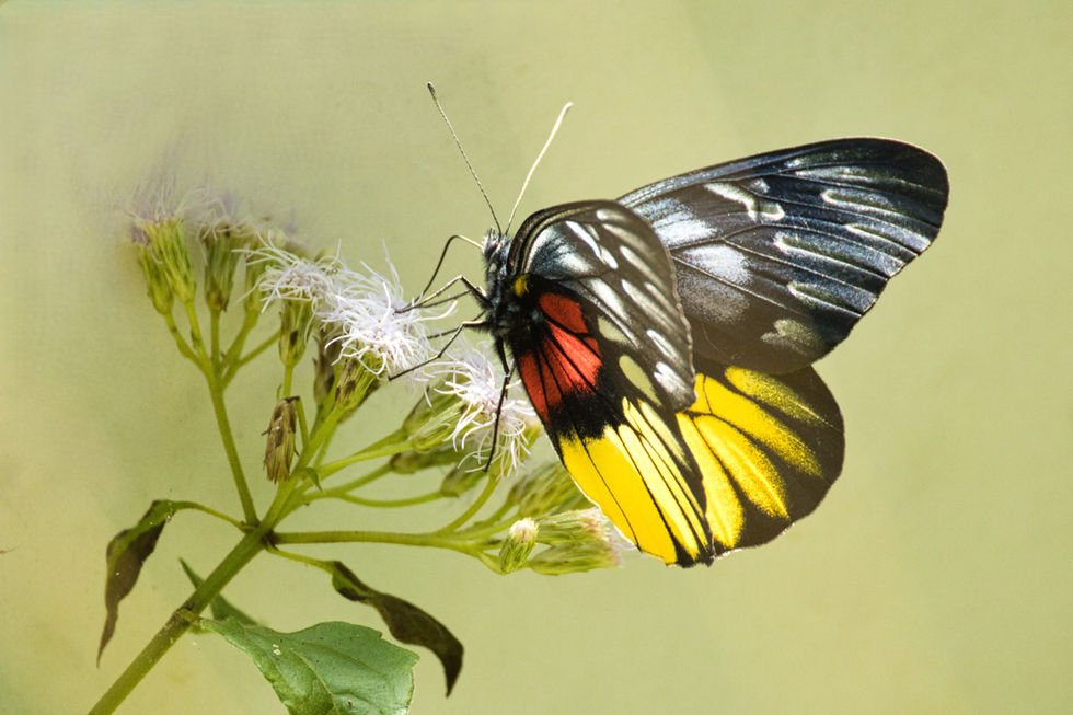 Close-up of a Delias pasithoe on a flower