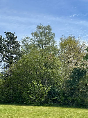 Arbres, Forêt, Préverenges, Grand Record